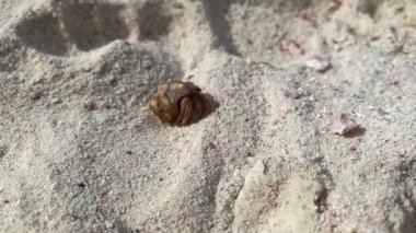 Hermit crab walking on a sandy beach, closeup.