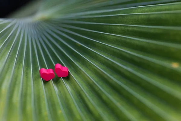 Two small red hearts on a palm leaf closeup. Selective focus. — Stok fotoğraf