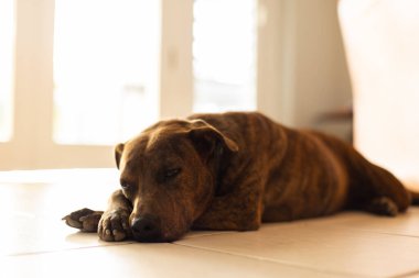 Kapının yanındaki fayanslı zeminde yatan köpek. Getir köpeği..