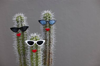Fun and cool three cactuses wearing the sunglasses and with red lips.