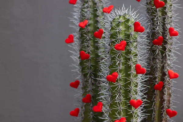 Kaktusy s malými červenými srdci. Selektivní zaměření. — Stock fotografie