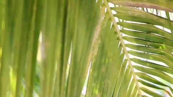 Palmblatt wiegt sich im Wind mit Sonnenlicht Nahaufnahme. Sommer im Hintergrund. Selektiver Fokus. — Stockvideo