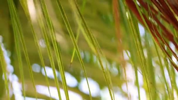 Tropische Kokospalmenblätter wiegen sich im Wind mit Sonnenlicht in Großaufnahme. Sommer im Hintergrund. Selektiver Fokus. — Stockvideo