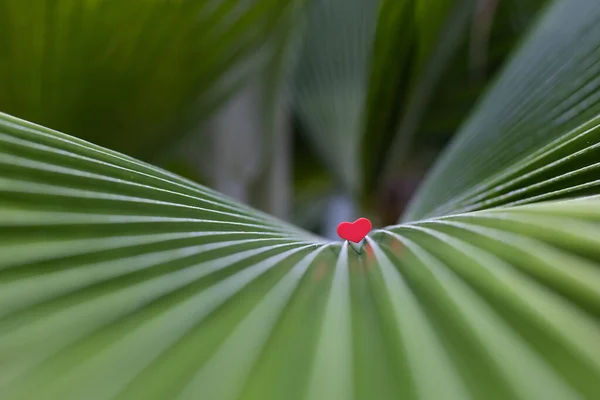 Palmiye yaprağının üzerindeki küçük kırmızı kalp. Seçici odak. — Stok fotoğraf