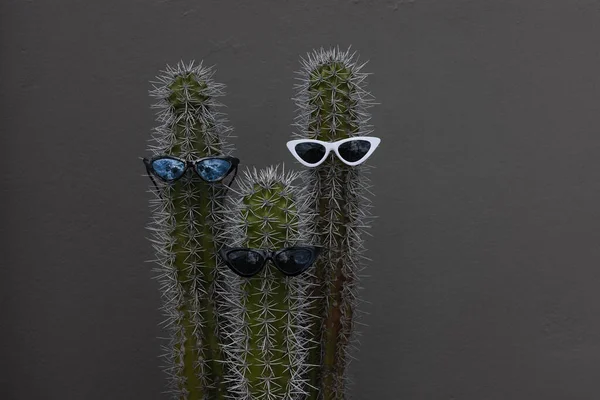 Lustige Kakteen mit Sonnenbrille auf grauem Hintergrund. — Stockfoto