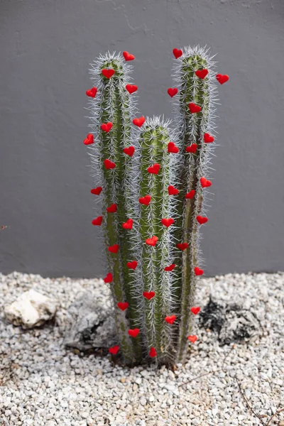 Kaktus v zahradě s malými červenými srdíčky. Selektivní zaměření. — Stock fotografie