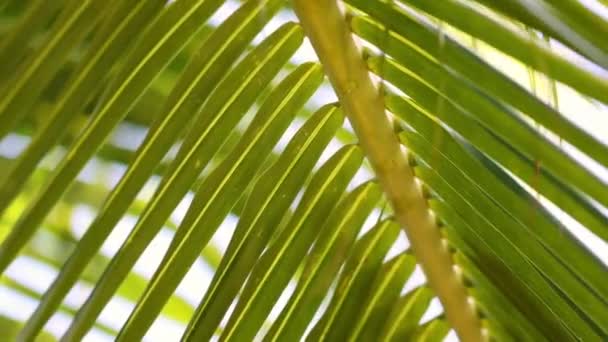 Folha de palma tropical balançando no vento com a luz do sol closeup. Fundo de verão. Foco seletivo. — Vídeo de Stock