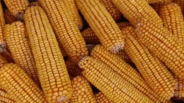 干玉米芯的特写。农业，耕作概念。动物食品. — 图库视频影像