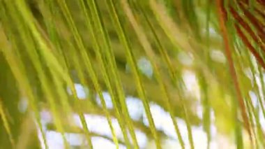 Rüzgarda savrulan palmiye yaprağı ve güneş ışığı yakın çekim. Yaz dönemi. Seçici odaklanma. Bulanık.