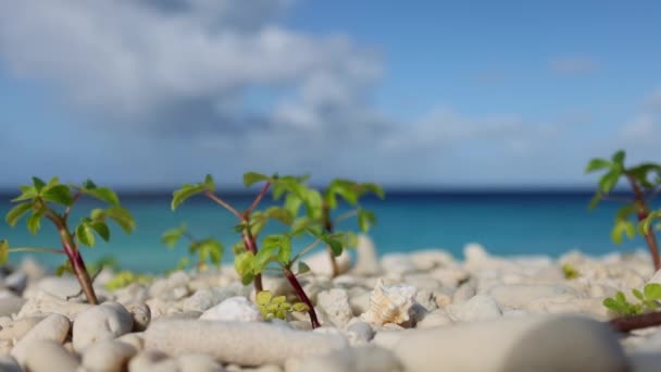 Pequeñas plantas balanceándose en el viento en la playa de coral con el mar azul detrás. — Vídeo de stock