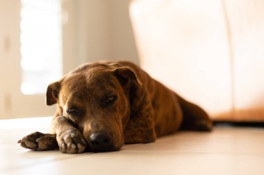 Döşemede duran köpeğin portresi. Getir köpeği..