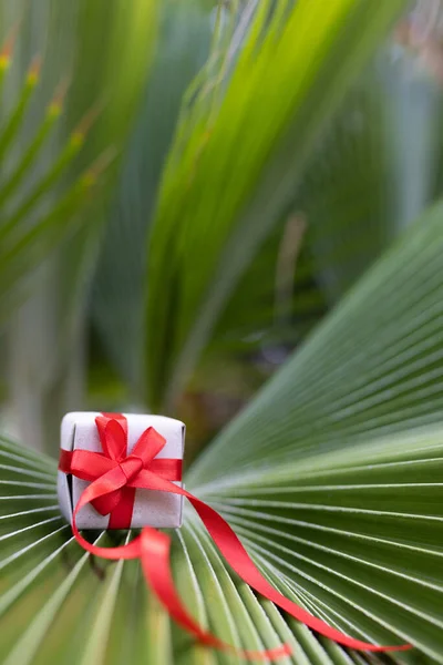 Petite boîte cadeau attachée avec ruban rouge sur une feuille de palmier. — Photo