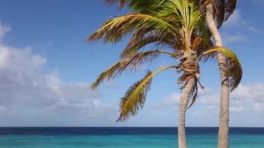  Rüzgarda sallanan iki palmiye ağacı gök mavisi arka planda.