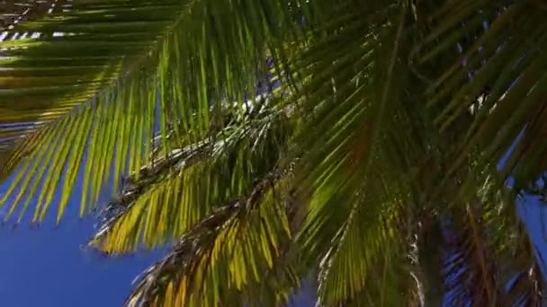 Palmenblätter wiegen sich im Wind im Sonnenlicht. Bewegung der Kamera zum Meerblick. — Stockvideo
