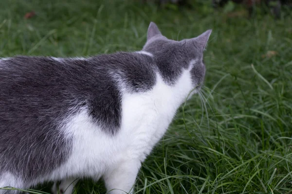 Katten jagar i grönt gräs. Tamkatt på gräsmattan. — Stockfoto