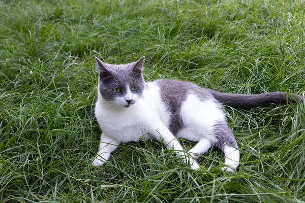 Yeşil çimlerin üzerinde yatan kedi. Evcil kedi dışarıda. — Stok fotoğraf