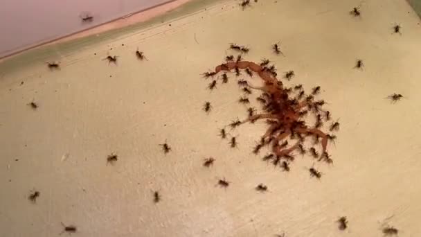 Formigas a comer escorpião morto. Tempo de Caducidade. — Vídeo de Stock