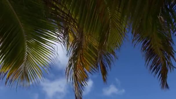 Palmenblätter wiegen sich im Wind. Bewegung der Kamera zum Meerblick. — Stockvideo