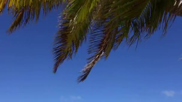 Palm bladeren zwaaien in de wind op zonlicht. Beweging van de camera naar het uitzicht op zee. — Stockvideo
