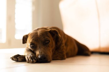Bir evde yerde yatan bir köpek. Getir köpeği..