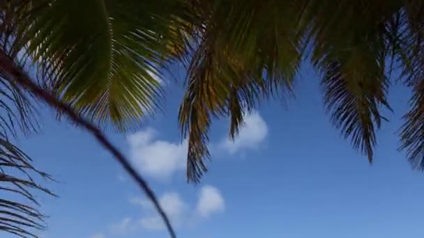 Palmbladeren wapperen in de wind. Beweging van de camera naar het uitzicht op zee. — Stockvideo