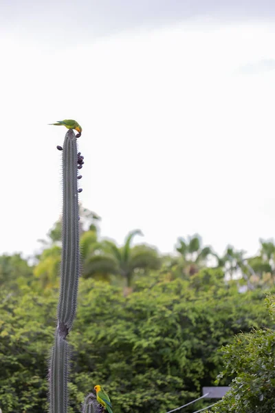 Two parrots are sitting on the cactus and eating cactus fruits. Tropical birds. — Stock Photo, Image