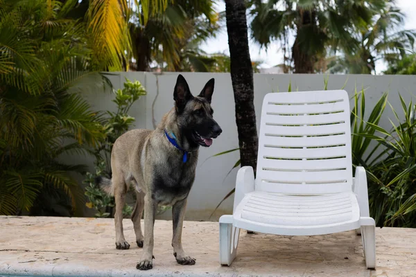 El perro pastor está cerca de la cama de sol. —  Fotos de Stock