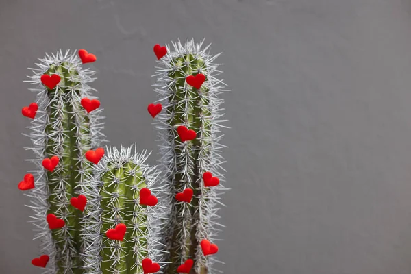 Cactus en jardín con pequeños corazones rojos. Enfoque selectivo. — Foto de Stock