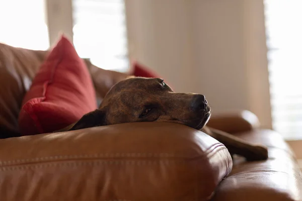 Cão relaxante em um sofá de couro. Foco seletivo. — Fotografia de Stock