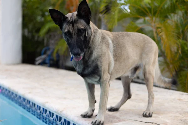Pastor perro se encuentra cerca de la piscina. Perro guardián. —  Fotos de Stock