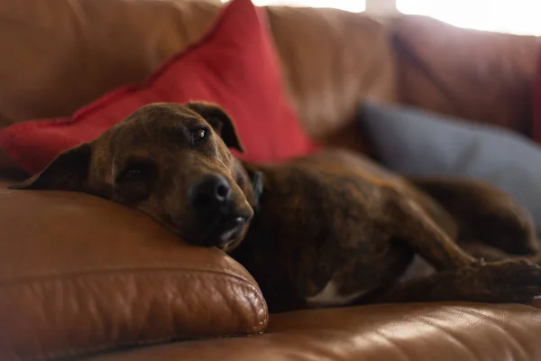 Dog relaxing on a sofa. Selective focus. — Stock Photo, Image