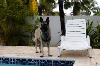 Çoban köpeği yüzme havuzunun yanında duruyor. Bekçi köpeği..