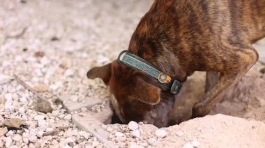 Bahçede köpek avlayan fareler. Seçici odak.