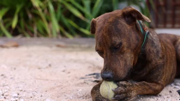 The dog bites the tennis ball. 4K — Stock Video