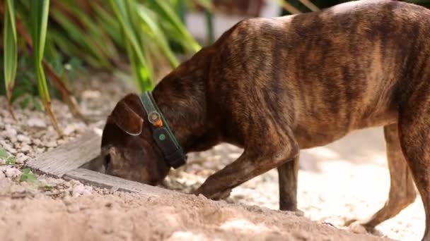 Pies robi dziury w ogrodzie. — Wideo stockowe