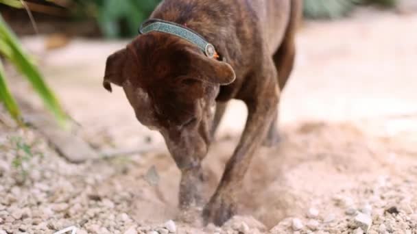 Amstaff Terrier Robi Dziury Ogrodzie — Wideo stockowe