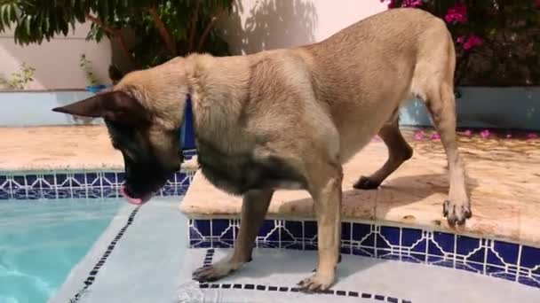 Köpek kafasını yüzme havuzunda suya sokuyor.. — Stok video