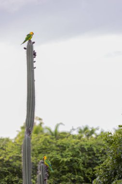 İki papağan kaktüsün tepesinde oturuyor. Tropikal kuşlar.