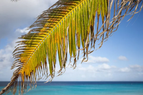 Palmblad op een turquoise zee achtergrond. — Stockfoto