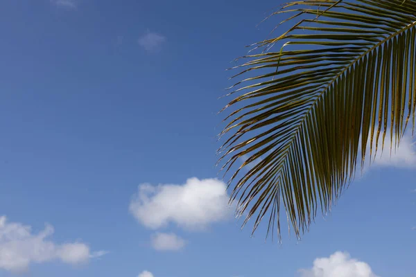 Пальмовый лист на фоне голубого неба. Концепция летнего отдыха. — стоковое фото