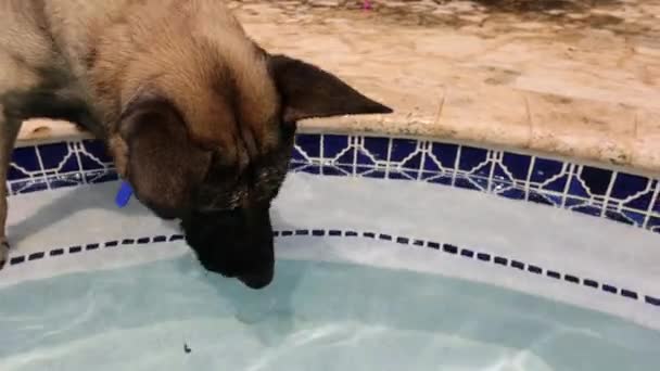 개는 공을 물 밖으로 빼 낸다. 독일의 양치기. — 비디오