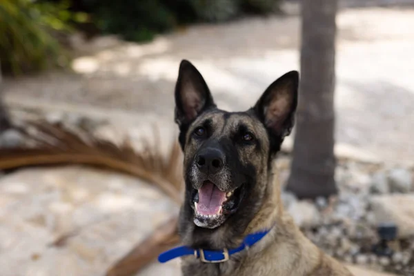 Retrato de perro pastor con boca abierta.. Perro en un jardín tropical. —  Fotos de Stock