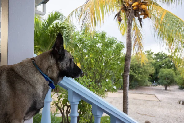 El perro pastor se queda en el porche. Perro vigilando la casa. —  Fotos de Stock