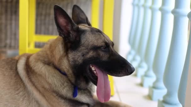 Portret van Shepherd hond met open mond.. Hond snuift zichzelf. — Stockvideo