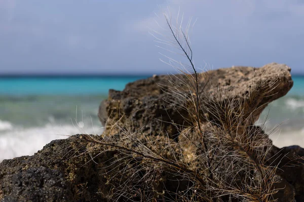 Martwy koralowiec w pobliżu skał na lazurowym tle morza. Niebieskie kolory. — Zdjęcie stockowe