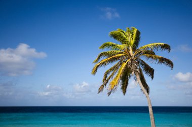 Mavi gökyüzünde palmiye ağacı ve masmavi deniz arka planında. 