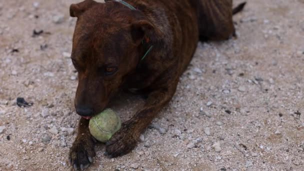 The dog bites the tennis ball. 4K — Stock Video