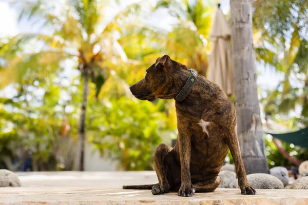 El perro está sentado cerca de palmeras. Retrato del perro custodiando un jardín. —  Fotos de Stock