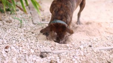 Köpek bahçede delikler açıyor..