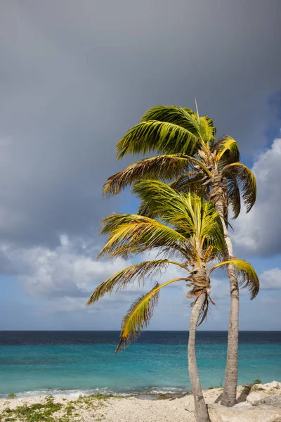 Två palmer på den blå himlen och azurblå havet bakgrund. — Stockfoto